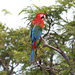 Red-and-green Macaw - Photo (c) Vincent, all rights reserved, uploaded by Vincent