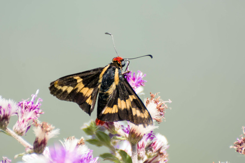 Sarbia pertyi