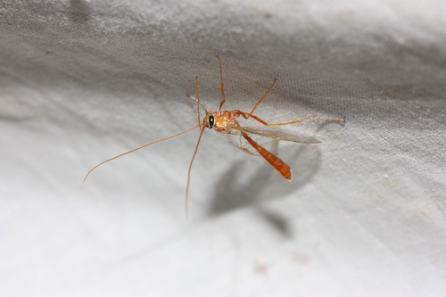 iNaturalist observation photo of Ophion