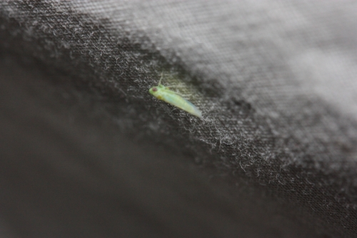 iNaturalist observation photo of Empoascini