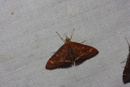 iNaturalist observation photo of California Pyrausta Moth
