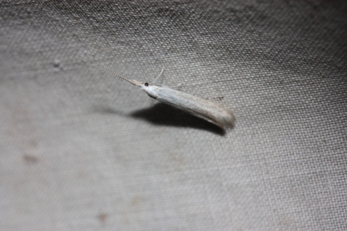 iNaturalist observation photo of Casebearers