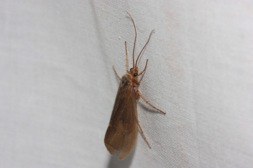 iNaturalist observation photo of Northern Caddisflies