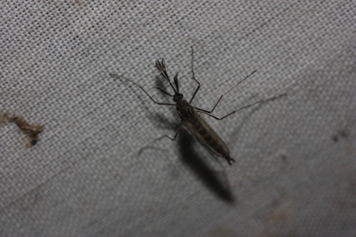 iNaturalist observation photo of Culicine Mosquitoes