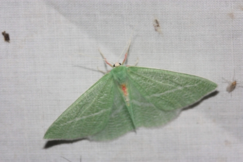 iNaturalist observation photo of Bank's Emerald Moth