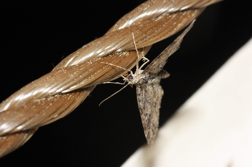 iNaturalist observation photo of Carpet Moths