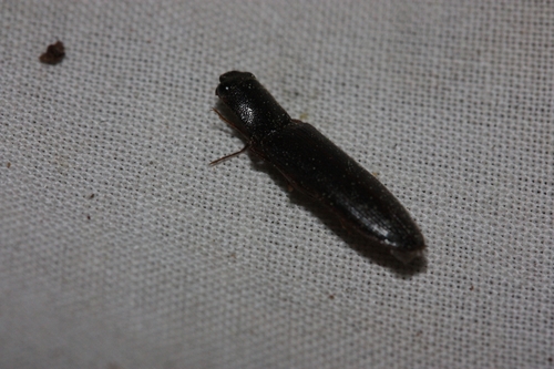 iNaturalist observation photo of Dendrometrini