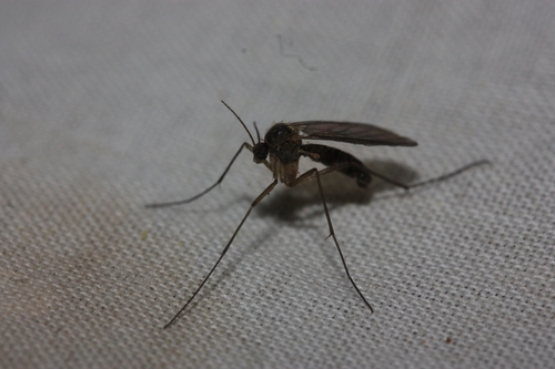 iNaturalist observation photo of Fungus Gnats