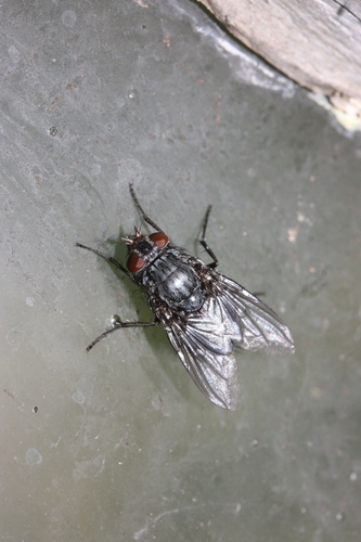 iNaturalist observation photo of Blow Flies