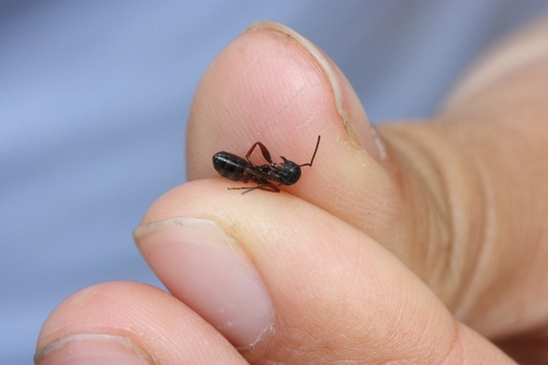 iNaturalist observation photo of Western Black Carpenter Ant
