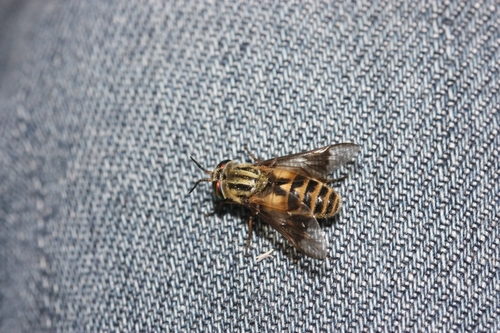 iNaturalist observation photo of Deer Flies