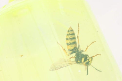 iNaturalist observation photo of Ground Yellowjackets