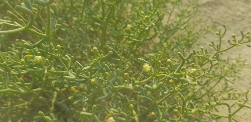 Tetraena coccinea
