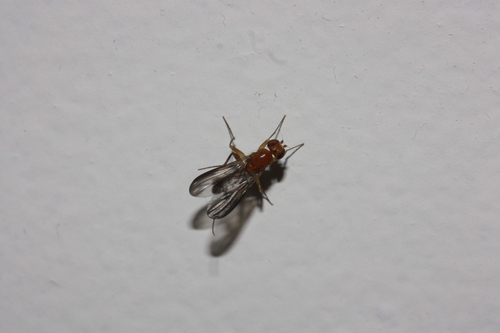 iNaturalist observation photo of Acalyptrate Flies