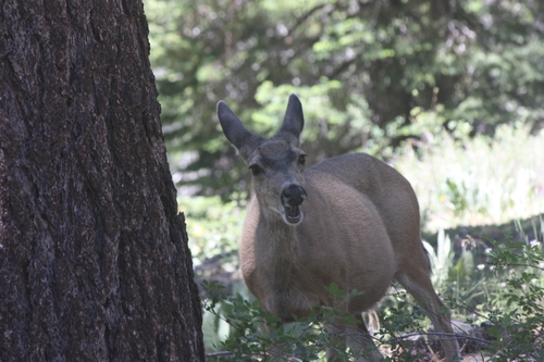 iNaturalist observation photo of Mule Deer
