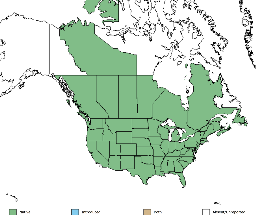 Aster native deals range