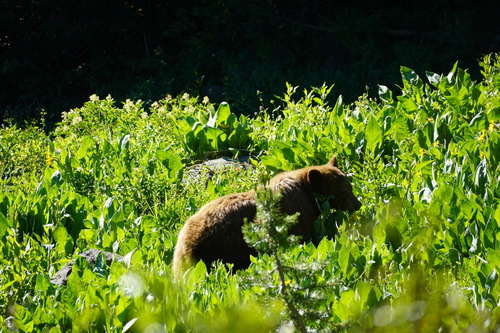 iNaturalist observation photo of American Black Bear