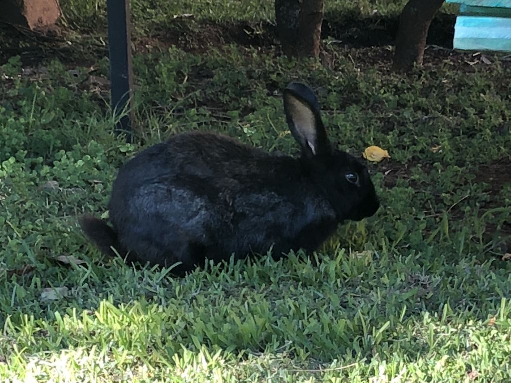 Domestic Rabbit from Alaotra-Mangoro, Madagascar on November 27, 2018 ...