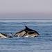 Delfín de Flancos Blancos - Photo (c) jasspreets, todos los derechos reservados