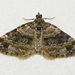 Square-patched Carpet Moth - Photo (c) David Beadle, all rights reserved, uploaded by David Beadle
