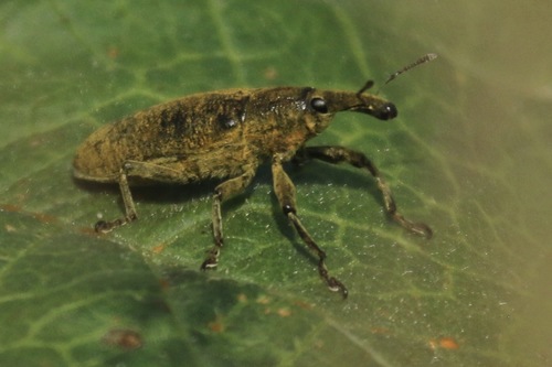 Elongated Bean Weevil