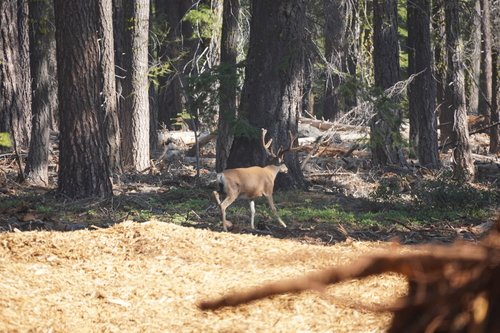 iNaturalist observation photo of Mule Deer