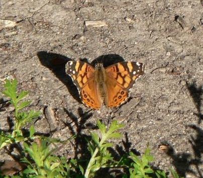 iNaturalist observation photo of West Coast Lady