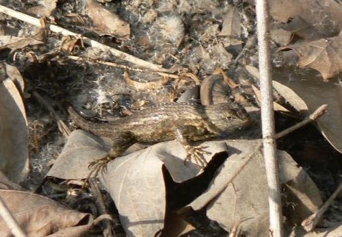 iNaturalist observation photo of Western Fence Lizard