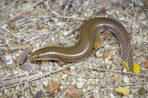 Sundevall's Writhing Skink