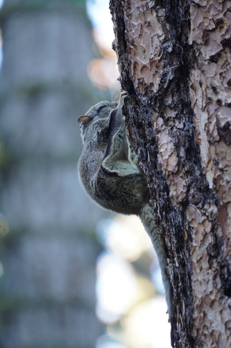 iNaturalist observation photo of Humboldt's Flying Squirrel
