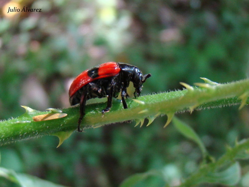 Mastostethus