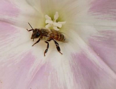 iNaturalist observation photo of Western Honey Bee