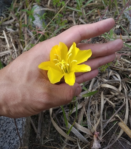 Oenothera longituba