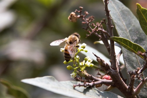 photo of Western Honey Bee (Apis mellifera)