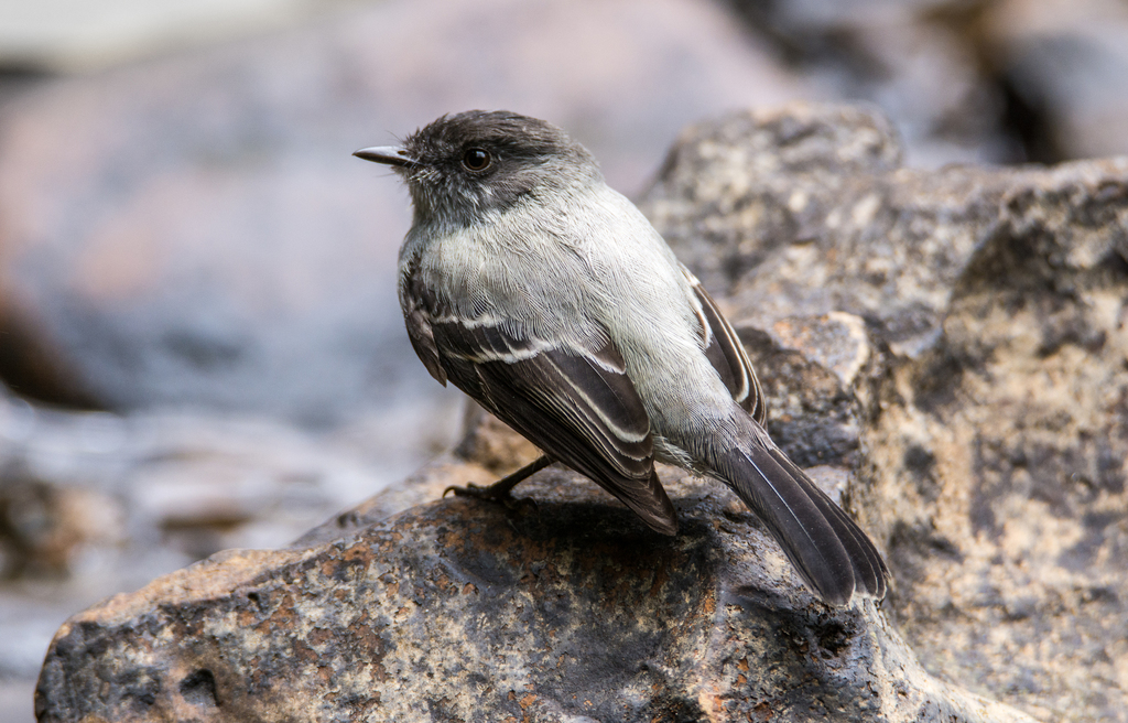 Torrent Tyrannulet (Serpophaga cinerea) photo