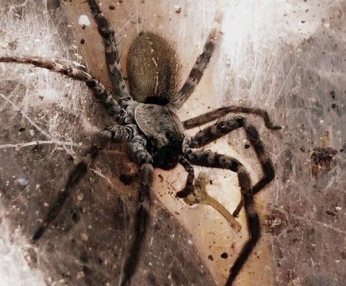 Sosippus mexicanus