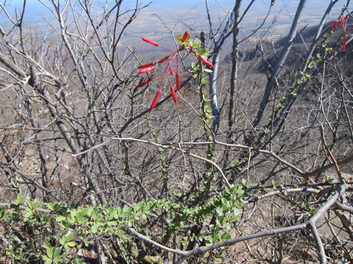 Mexican tree ocotillo