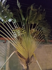 Ravenala madagascariensis image