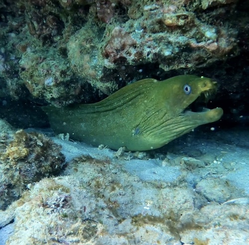 Chestnut Moray
