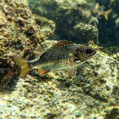Tinsel Squirrelfish