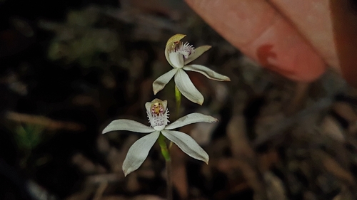 Caladenia dimorpha Fitzg.