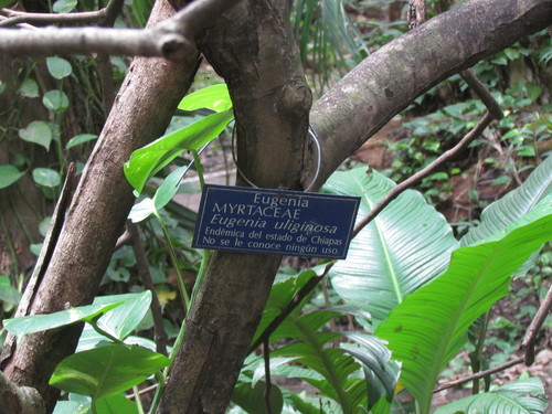 Eugenia uliginosa