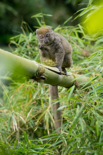 Sambirano Lesser Bamboo Lemur
