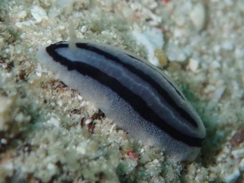 Striped Phyllidiopsis