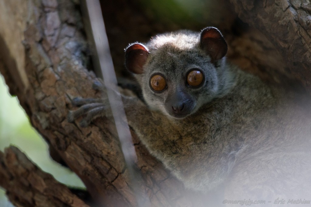 Sportive Lemurs from Antsiranana Rural, Madagascar on October 6, 2011 ...