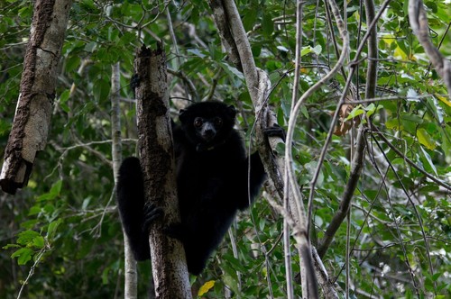Perrier’s Sifaka