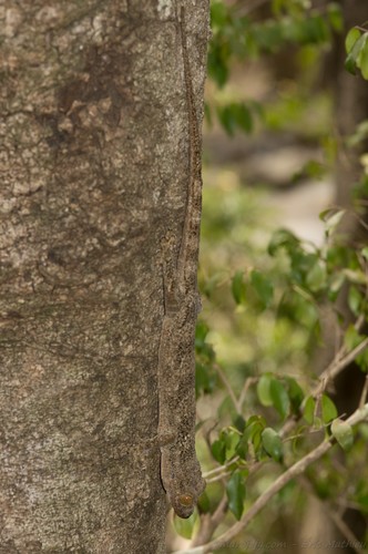 Madagascar Velvet Gecko