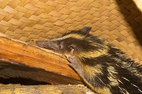 Highland Streaked Tenrec