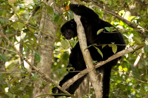 Perrier’s Sifaka