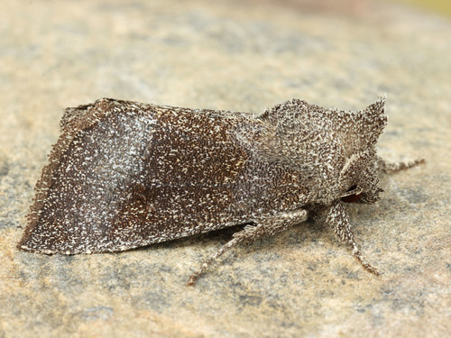 Sunflower Borer Moth